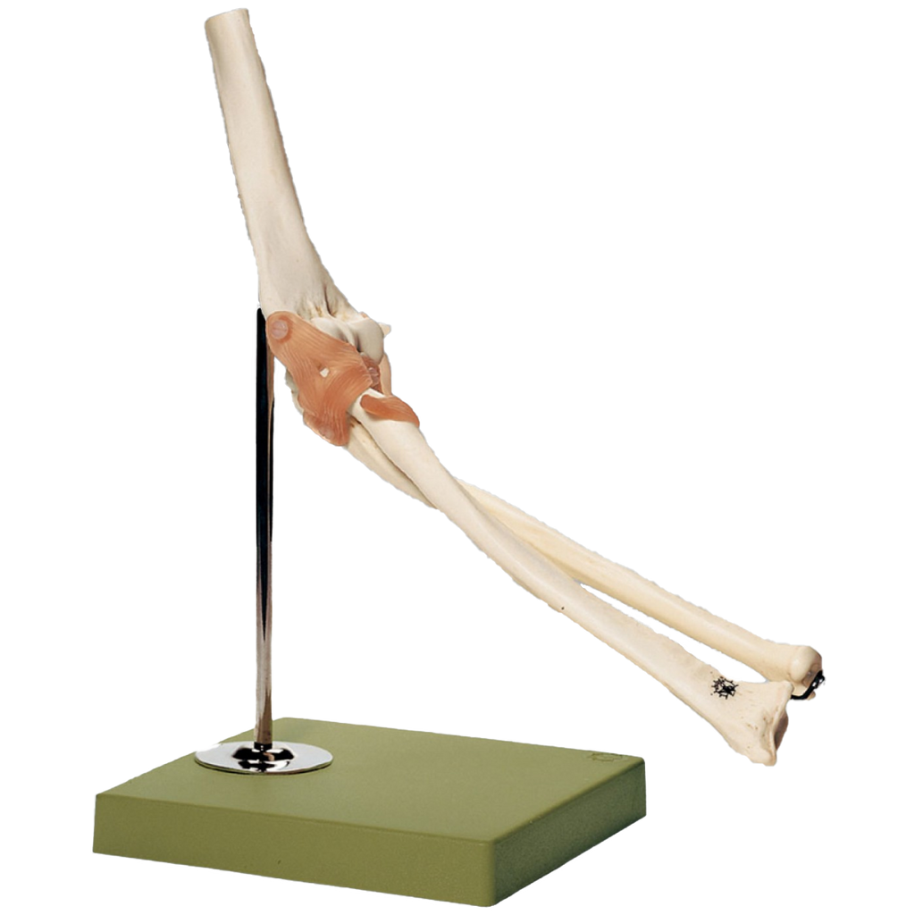 Functional Model of the Elbow Joint