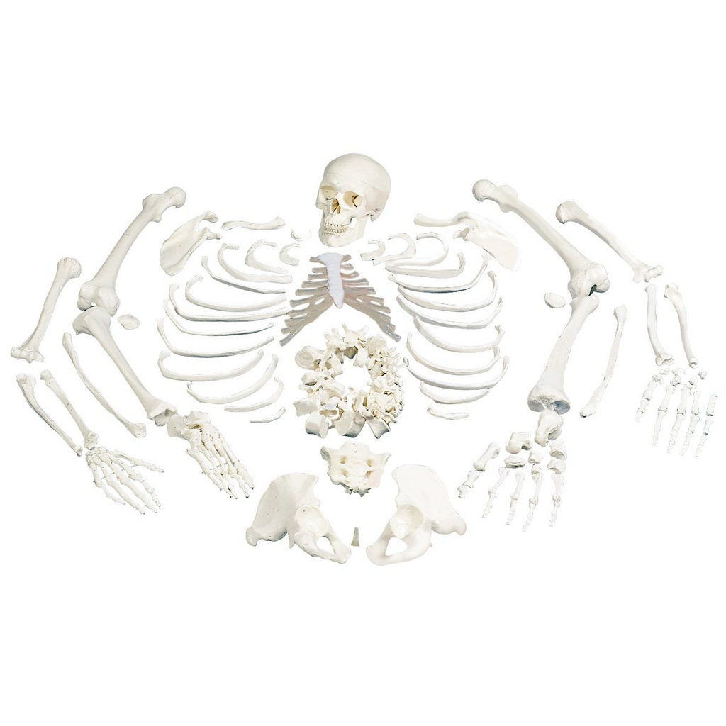 Full Disarticulated Budget Skeleton With Skull