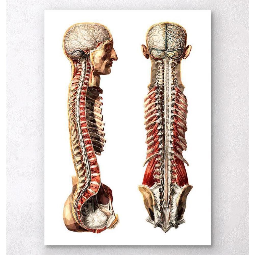 Geometric Human Anatomy III