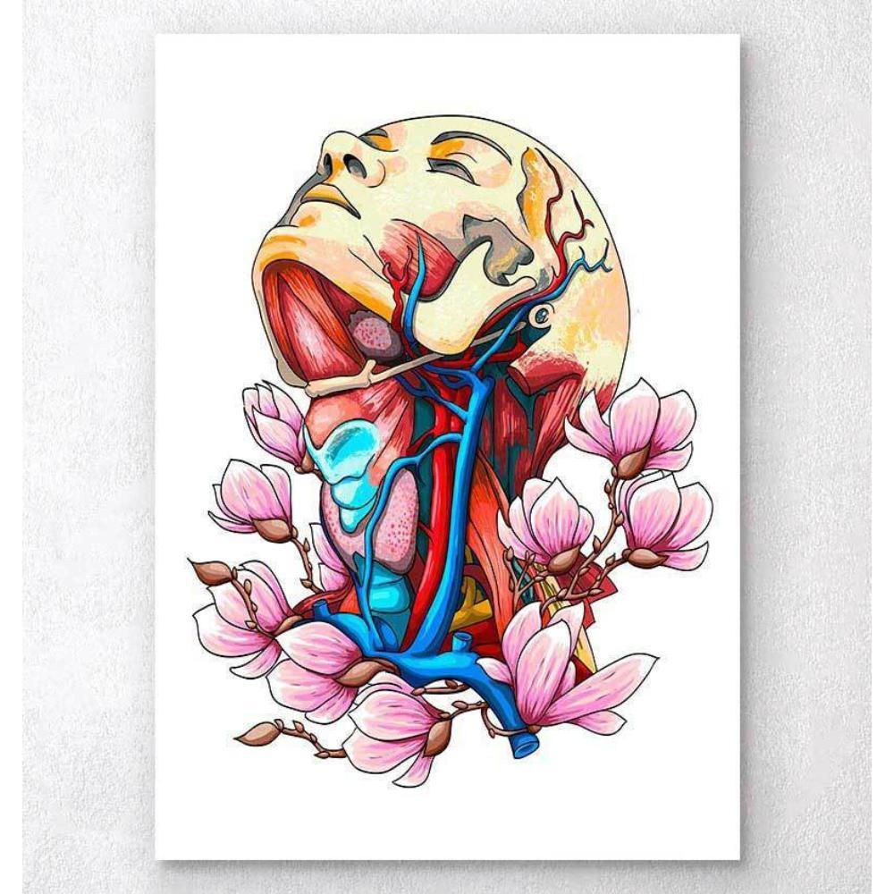 Head, Neck And Arteries Floral Anatomy