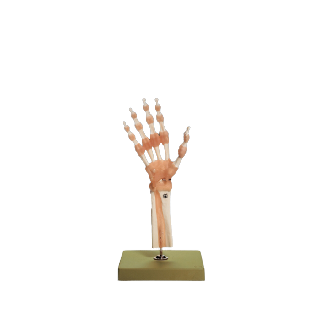 Functional Model of the Hand and Wrist