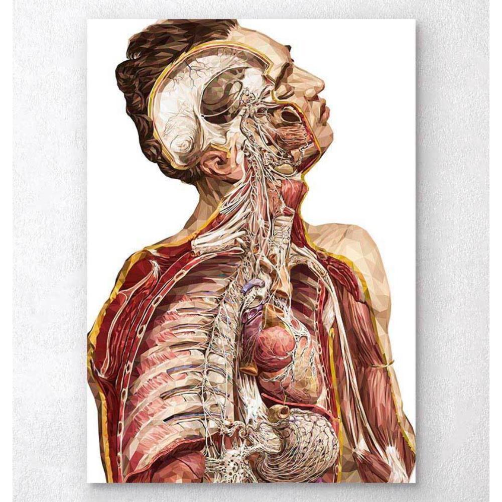 Geometric Human Anatomy II